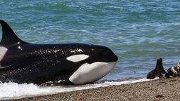 Ein Orca schwimmt auf den Strand, um eine Robbenjunges zu fangen.
